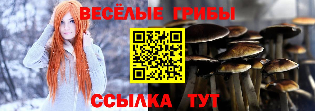 Галлюциногенные грибы Psilocybe Канаш